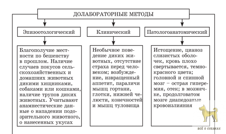 Диагностика бешенства